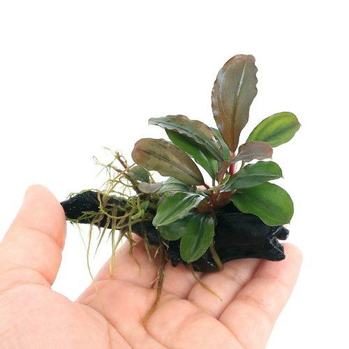 ☆活着済☆ ブセファランドラsp.ティア(東南便)付流木 ミニサイズ(8cm