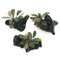 ブセファランドラ | チャーム