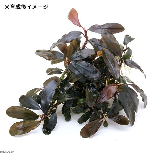 ブセファランドラ sp. ファンタスティックパープル 完全水中葉 子株