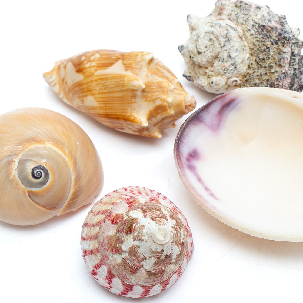 貝殻 5点セット 【公式通販】