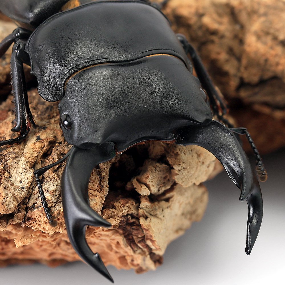 福島県産 野外品オオクワガタ 福島県産 野外品オオクワガタ 福島県産