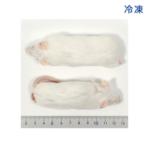 冷凍☆SPFマウス アダルトマウスXL(10匹) (約11cm41~45g) 冷凍マウス