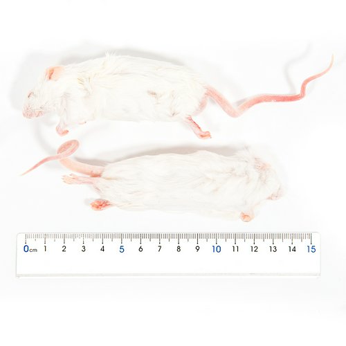 冷凍☆アダルトマウスXL(10匹) 月夜野ファーム 冷凍マウス 別途クール