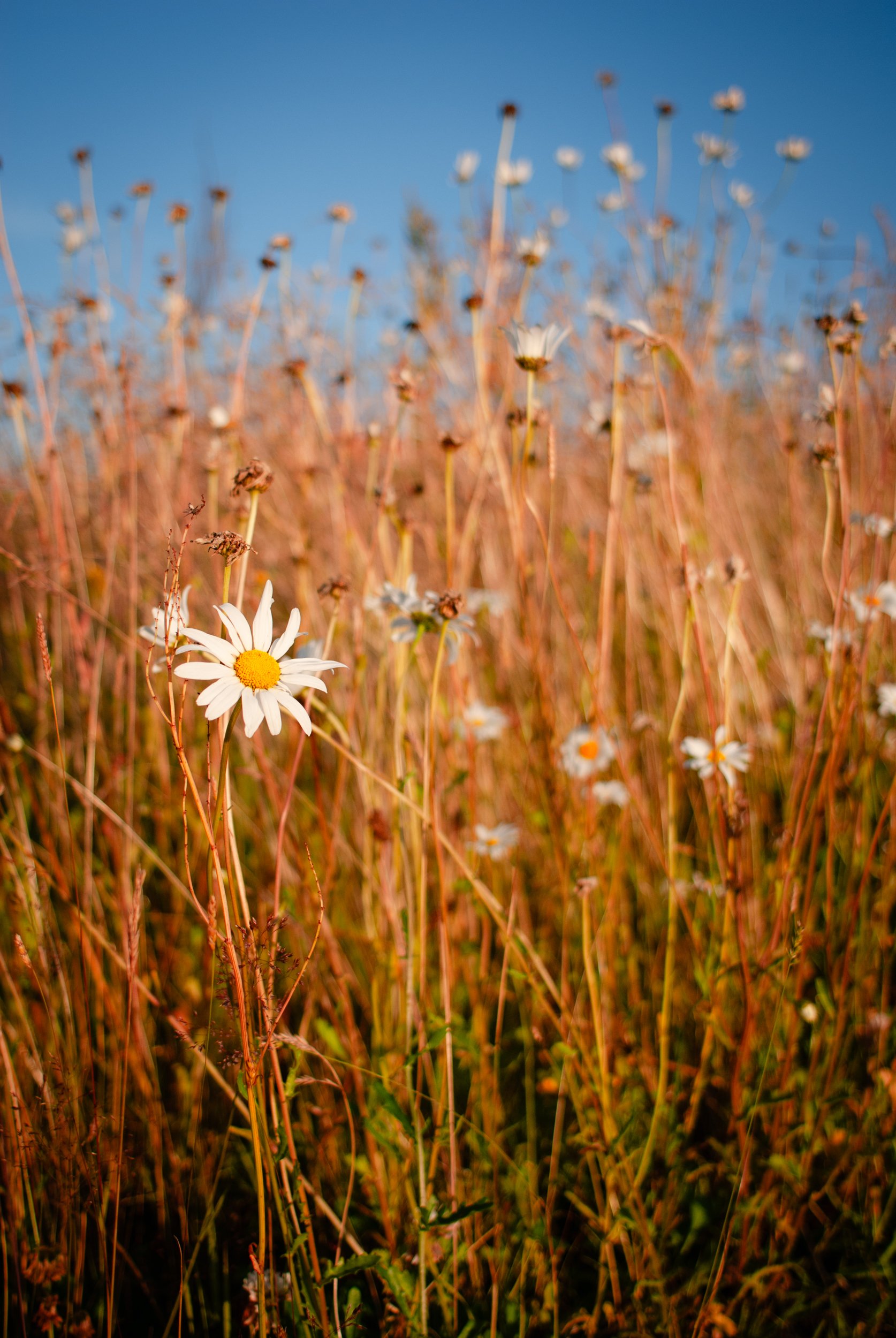 The Nikon D200 - CCD Colour King