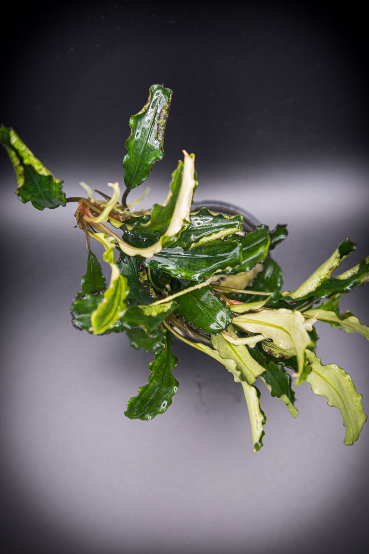 Bucephalandra sp. Sintang — Poseidon Aquascaping