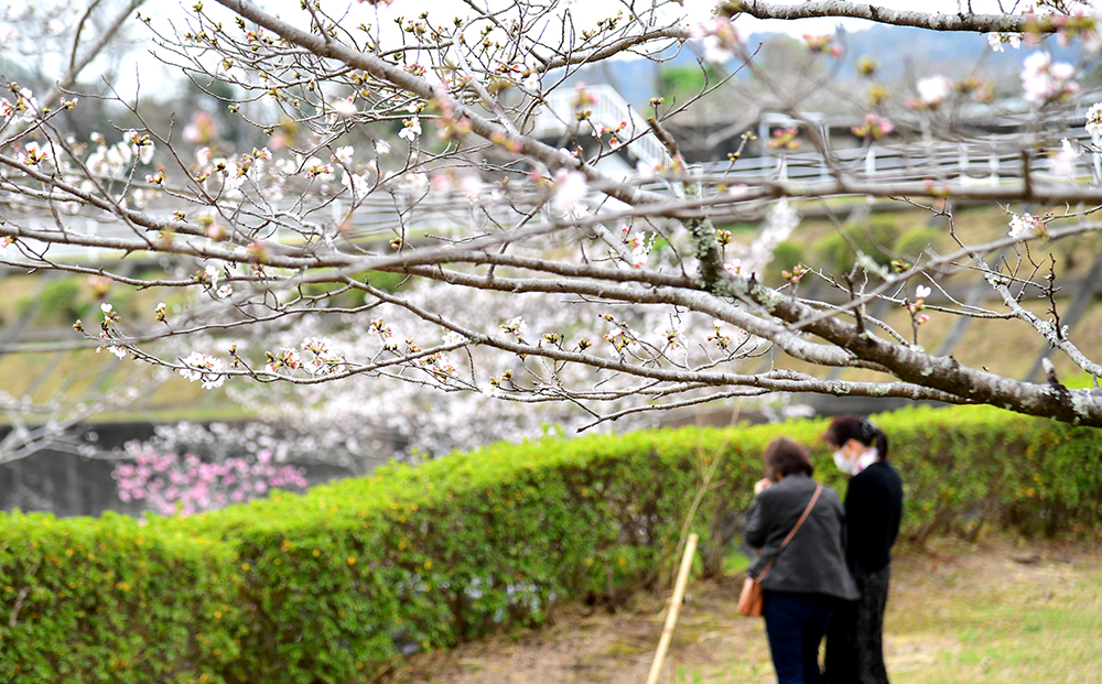 3／28撮影】結構、お花見しています！ 高知市の針木浄水場―高知の桜