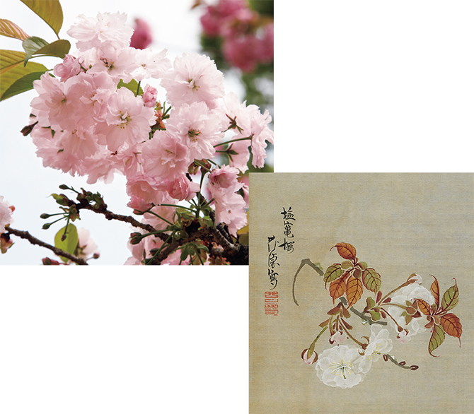 18世紀に“三熊派”の絵師たちが見た桜を、現代の私たちも。「受け継がれ