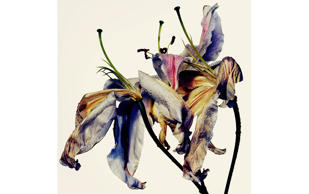 花をモチーフにした自分自身との対話、田島一成「WITHERED FLOWERS」展