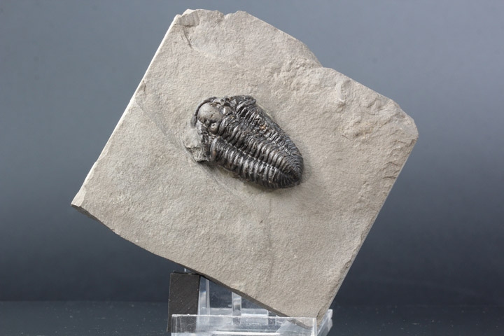 化石 骨格 標本 三葉虫 メタカンシナ 美麗 化石 骨格 標本 三葉虫
