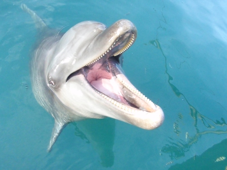 バンドウイルカの牙(歯) どんな形？どんな暮らし？ | 市立しものせき