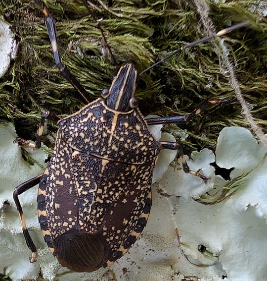 キマダラカメムシ13 | 萌萌虫雑記帳