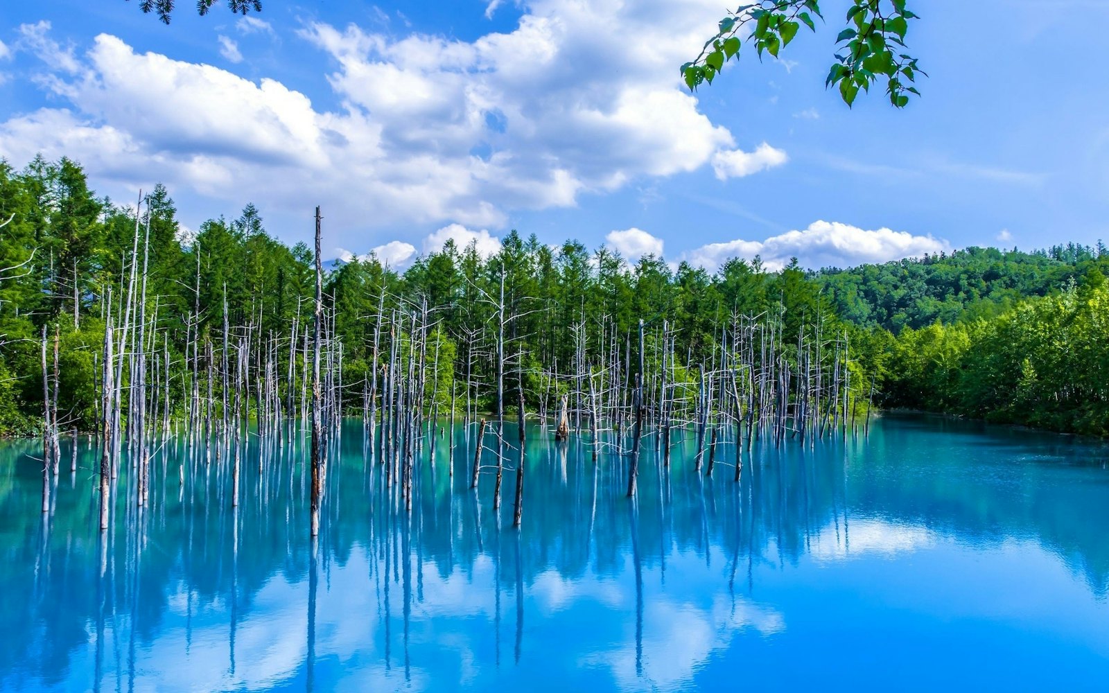 北海道美瑛町の青い池は自然が生んだ奇跡の芸術。北海道有数の人気観光