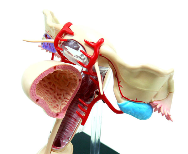 26063 おもちゃ スカイネット 立体パズル 4D 人体解剖 雄 雌 性生殖器