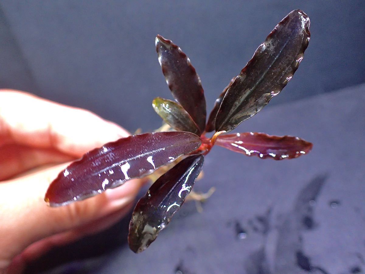 ブセファランドラ sp. Ghost 2011 Kalimantan （3株