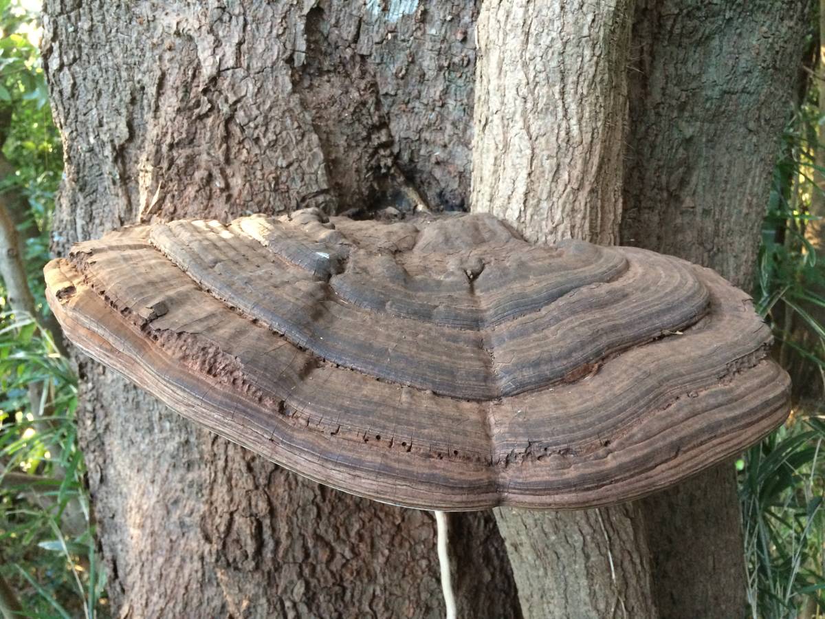 大きめ サルノコシカケ さるのこしかけ 北海道産 【公式通販】