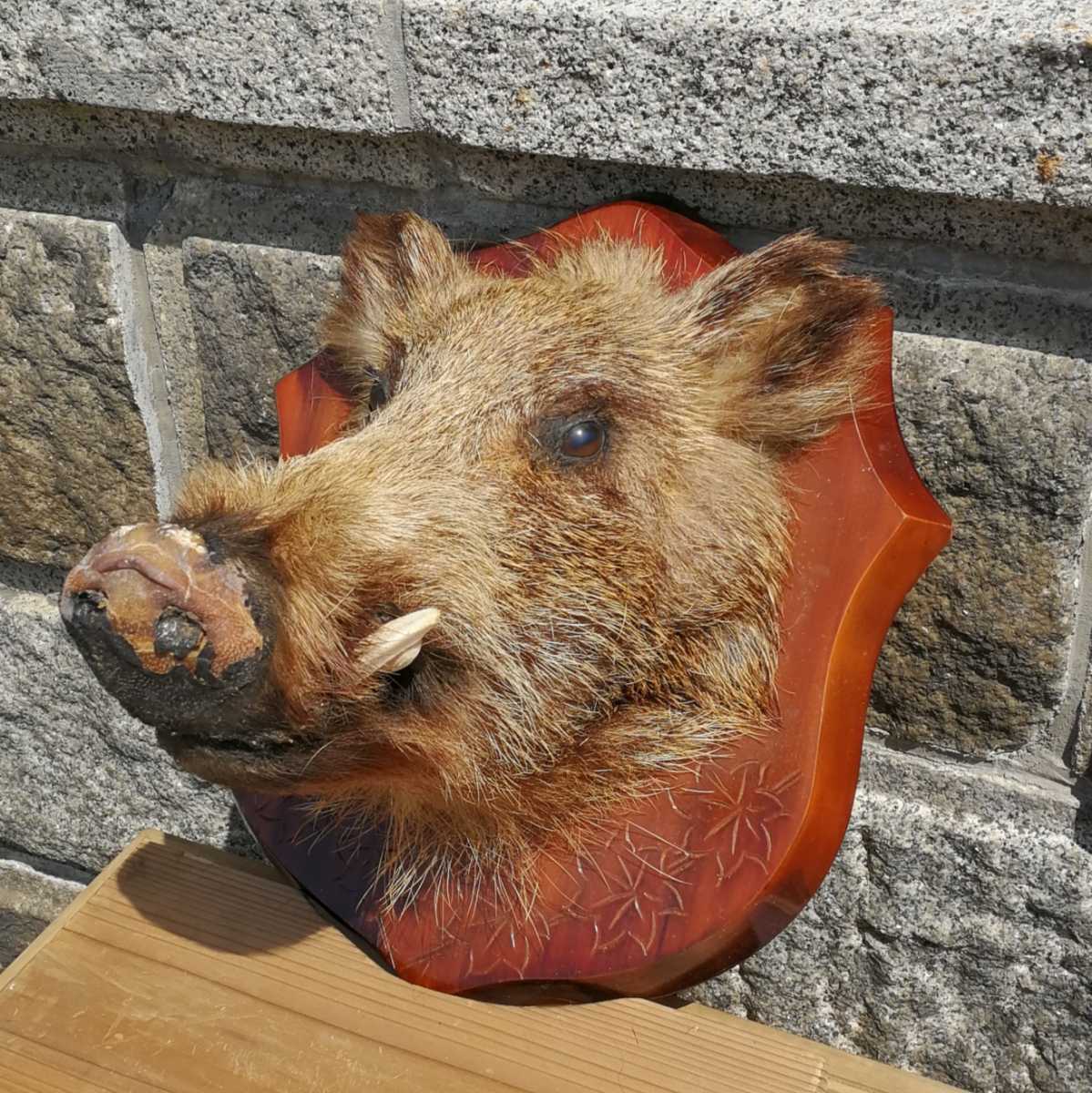 剥製本物 イノシシ