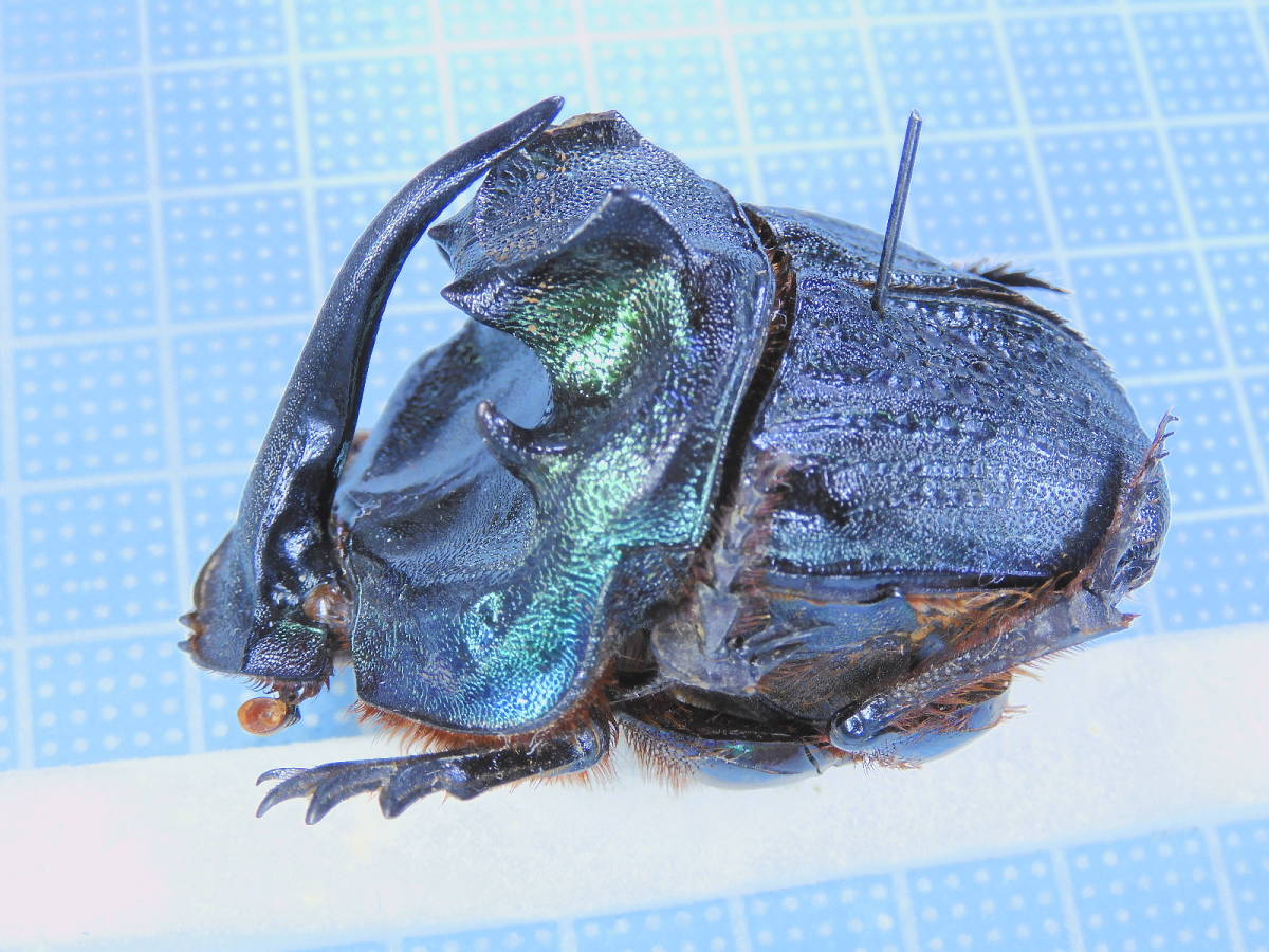 ボナリエンシスオオニジダイコク 単品③ ボナリエンシスオオニジ