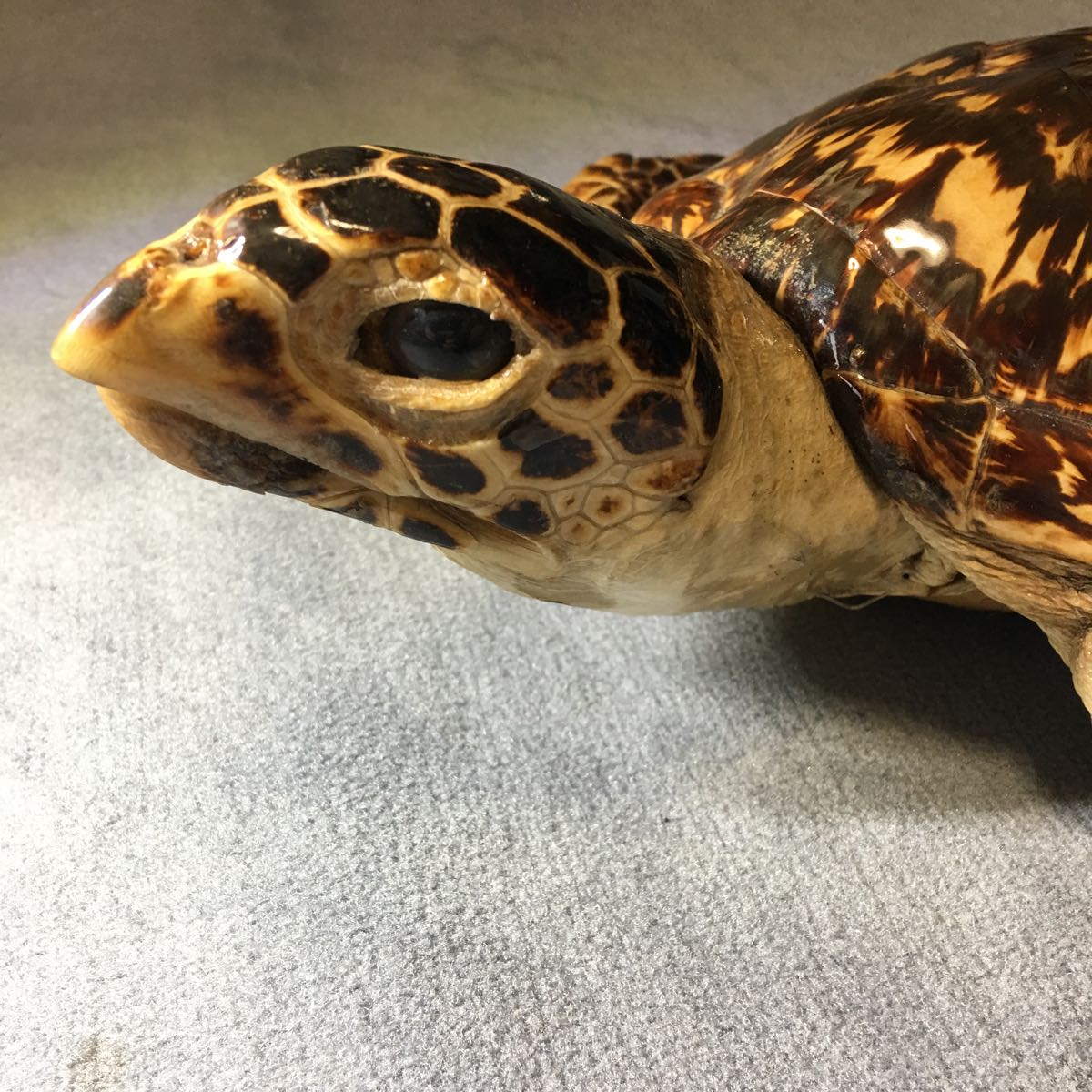 亀 剥製 べっこう べっ甲 鼈甲 インテリア オブジェ 壁掛け 縁起物