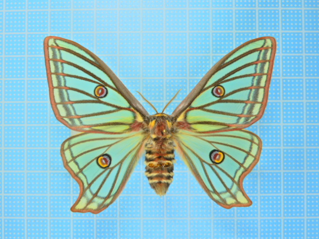 □ 外国産娥標本 イサベラミズアオ A〜A-♂ スペイン 産 イサベラミズ