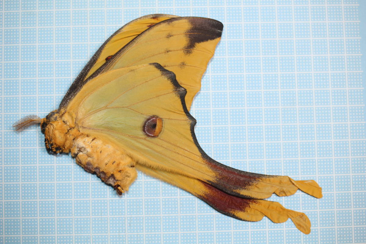 ブラジルのロスチャイルドヤママユ♂ 蝶標本 蛾標本 昆虫標本 ブラジル