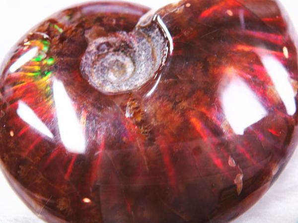 綺麗なオパール化 アンモナイト化石 50g多彩な発色が特徴的な虹色