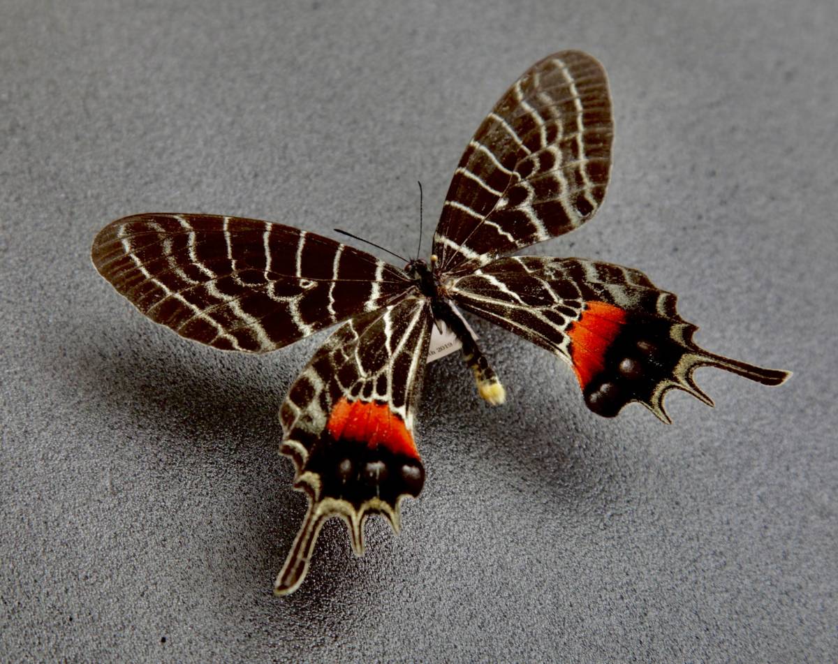 外国産蝶標本】シボリアゲハ♂/タイ.チェンダオ産/96mm