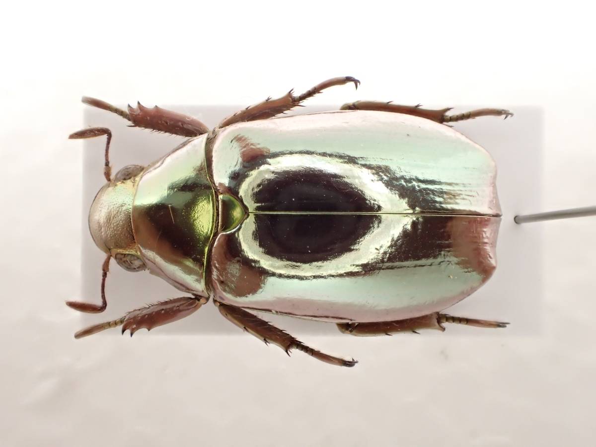 最新作ボウカルディプラチナコガネ 【花滝】ボウカルディプラチナ