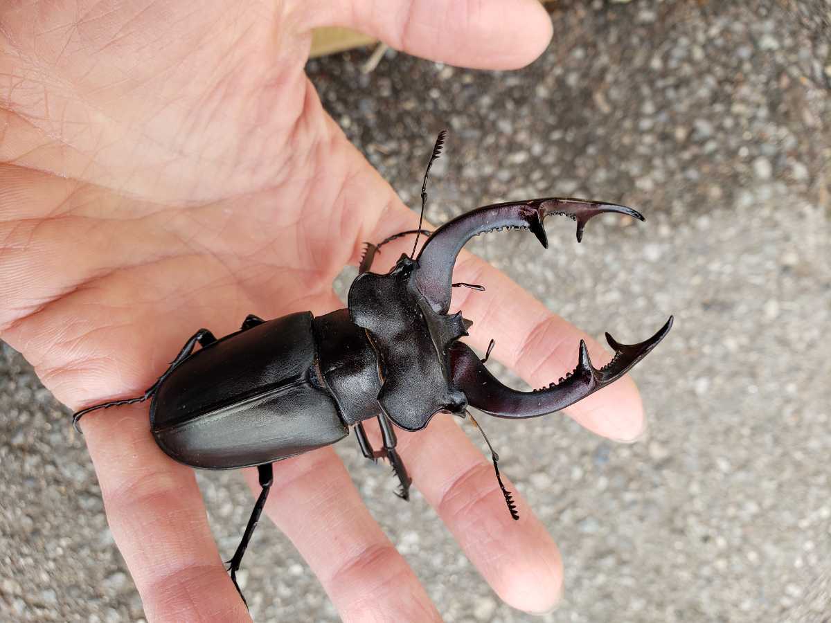 アクベシアヌスミヤマクワガタ ペア 標本 アクベシアヌス