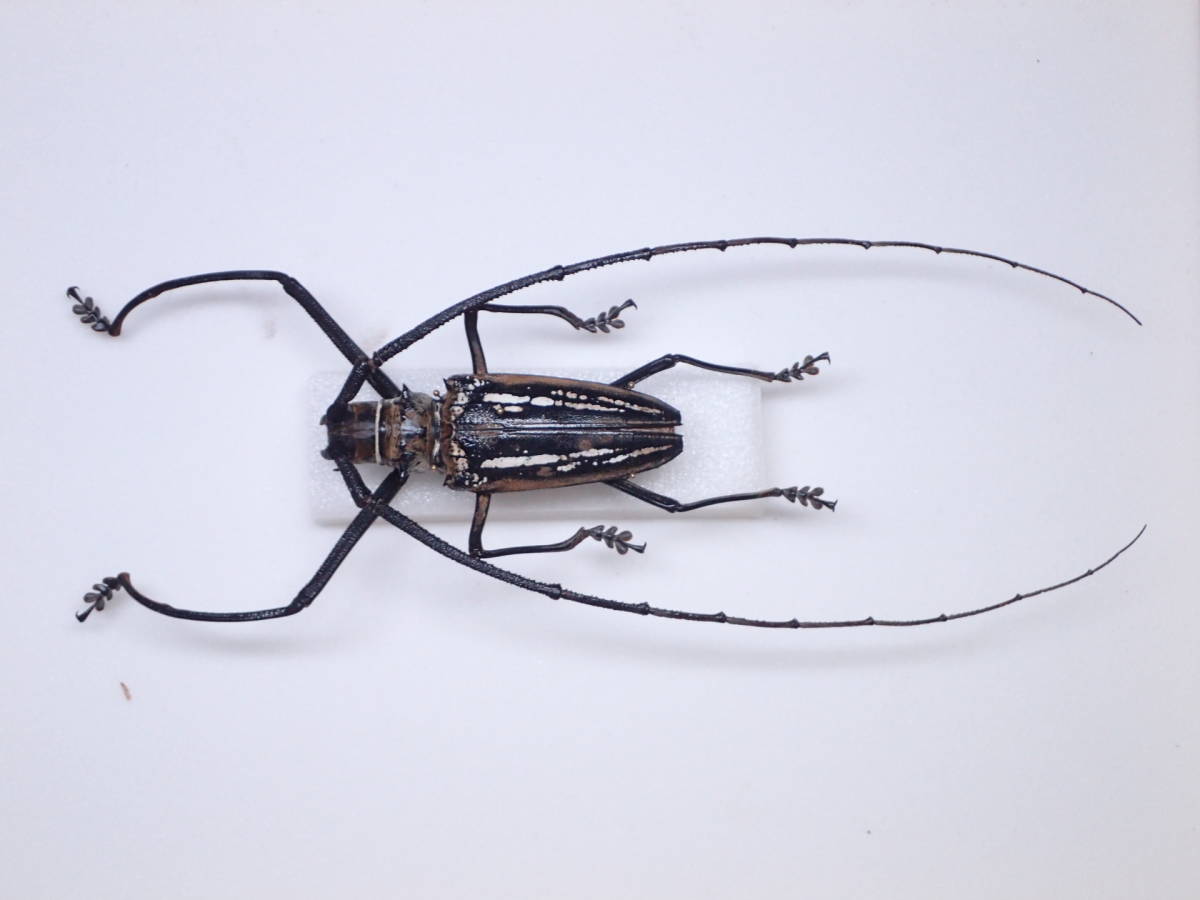 珍品ニューカレドニア産ウスバカミキリ25mm