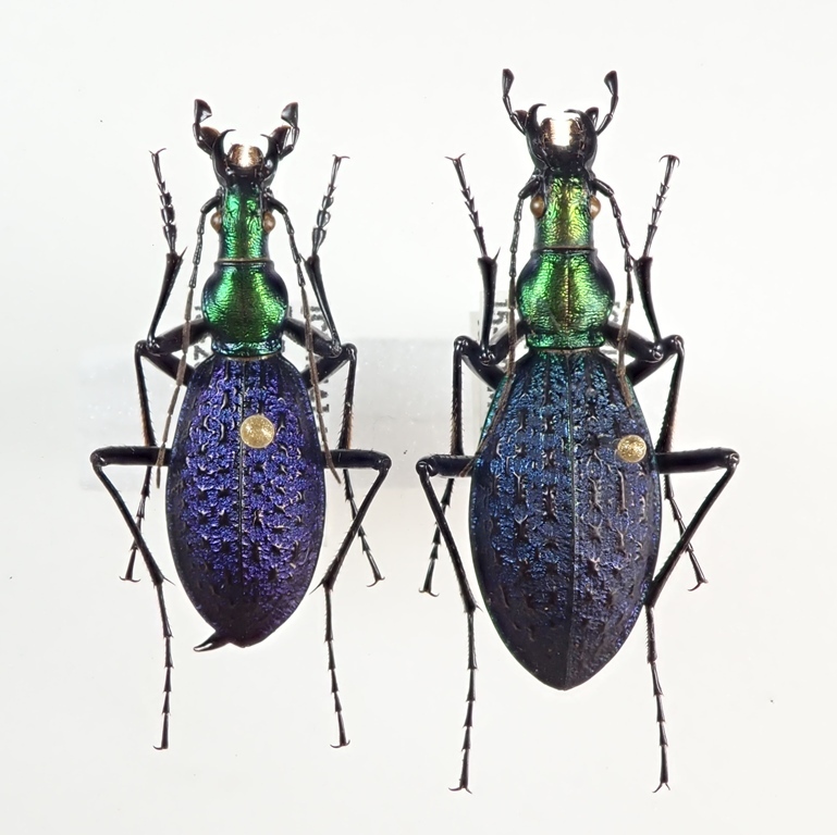 外国産オサムシ標本】ホソクビナガオサムシ/韓国.智異山産/33mm