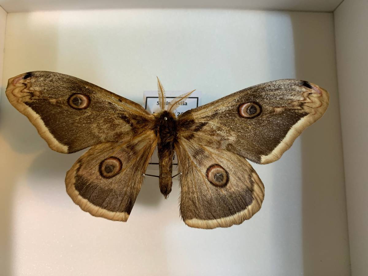 展翅標本】ブルガリアのヤママユ クジャクヤママユ saturnia spini