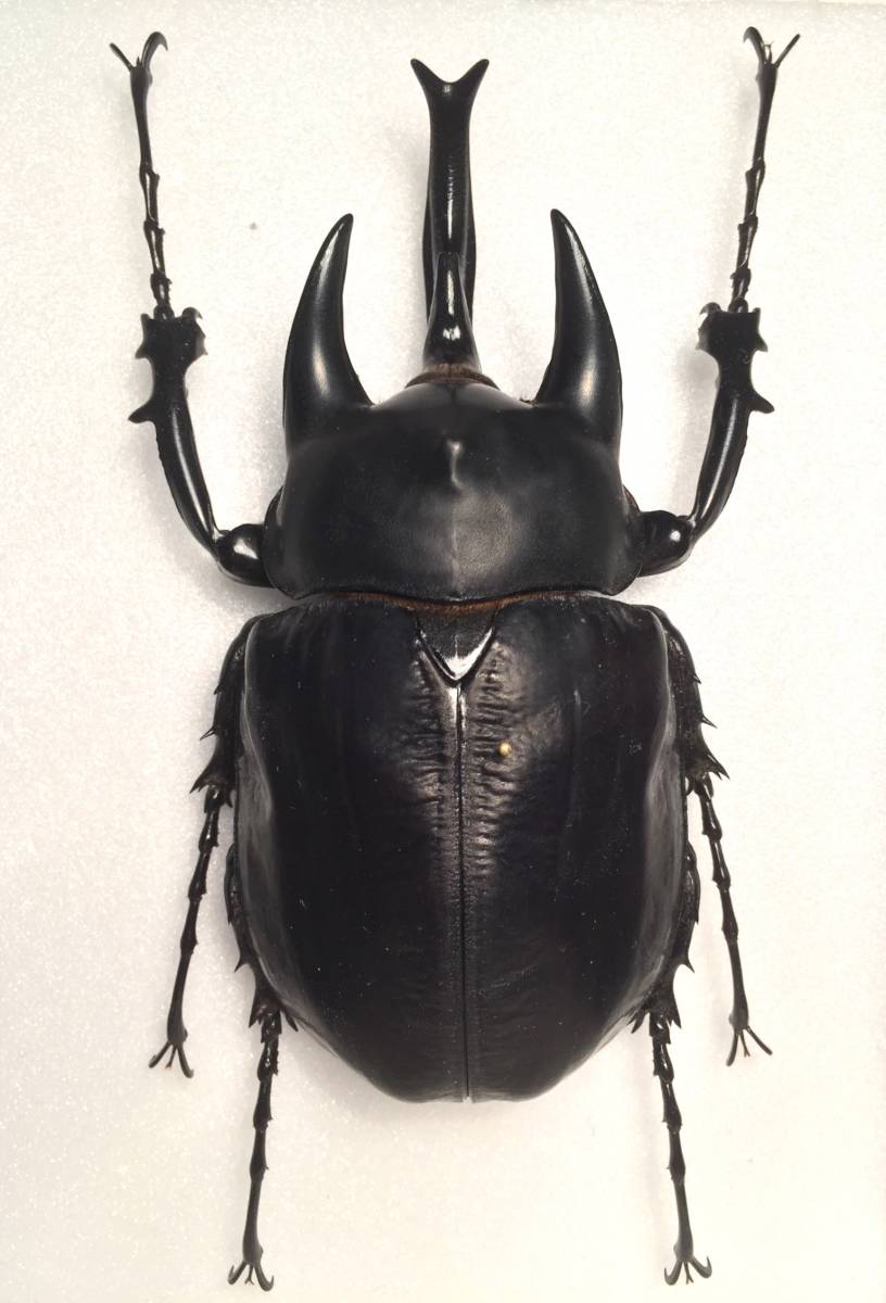 レア産地エレファスゾウカブト標本