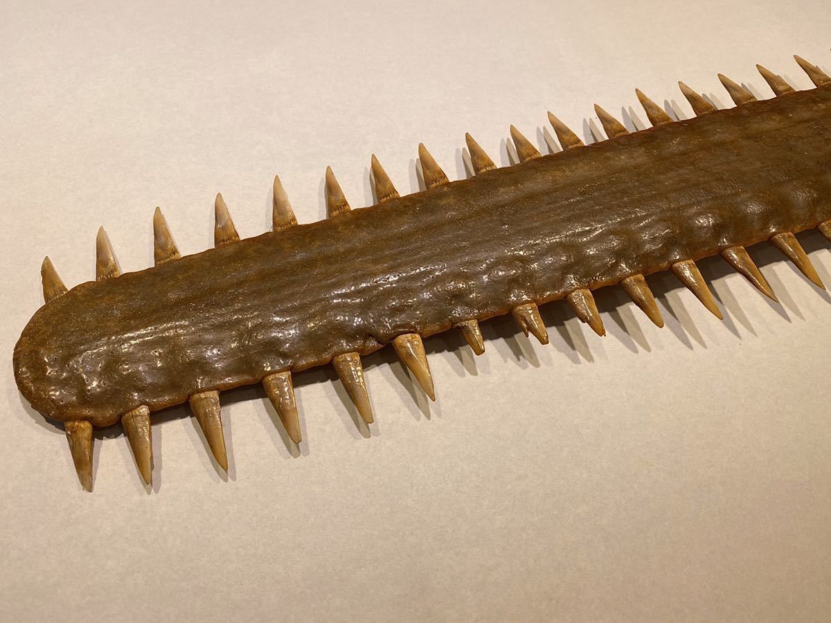 サメの顔：ノコギリザメ | ナショナル ジオグラフィック日本版サイト