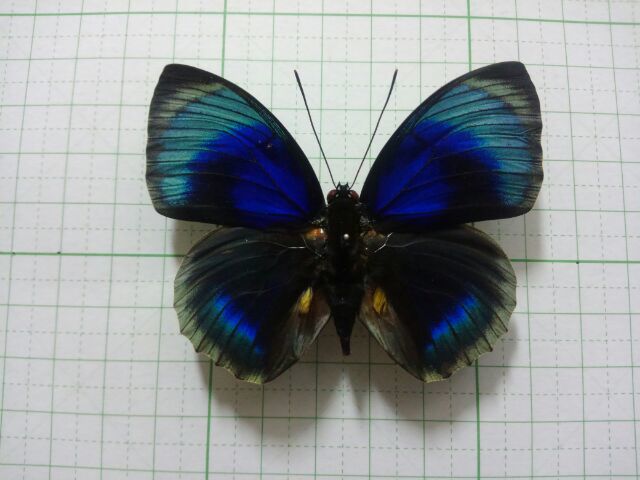 アグリアス・アミドン・フィラテリカ・黄色型 蝶標本 昆虫標本