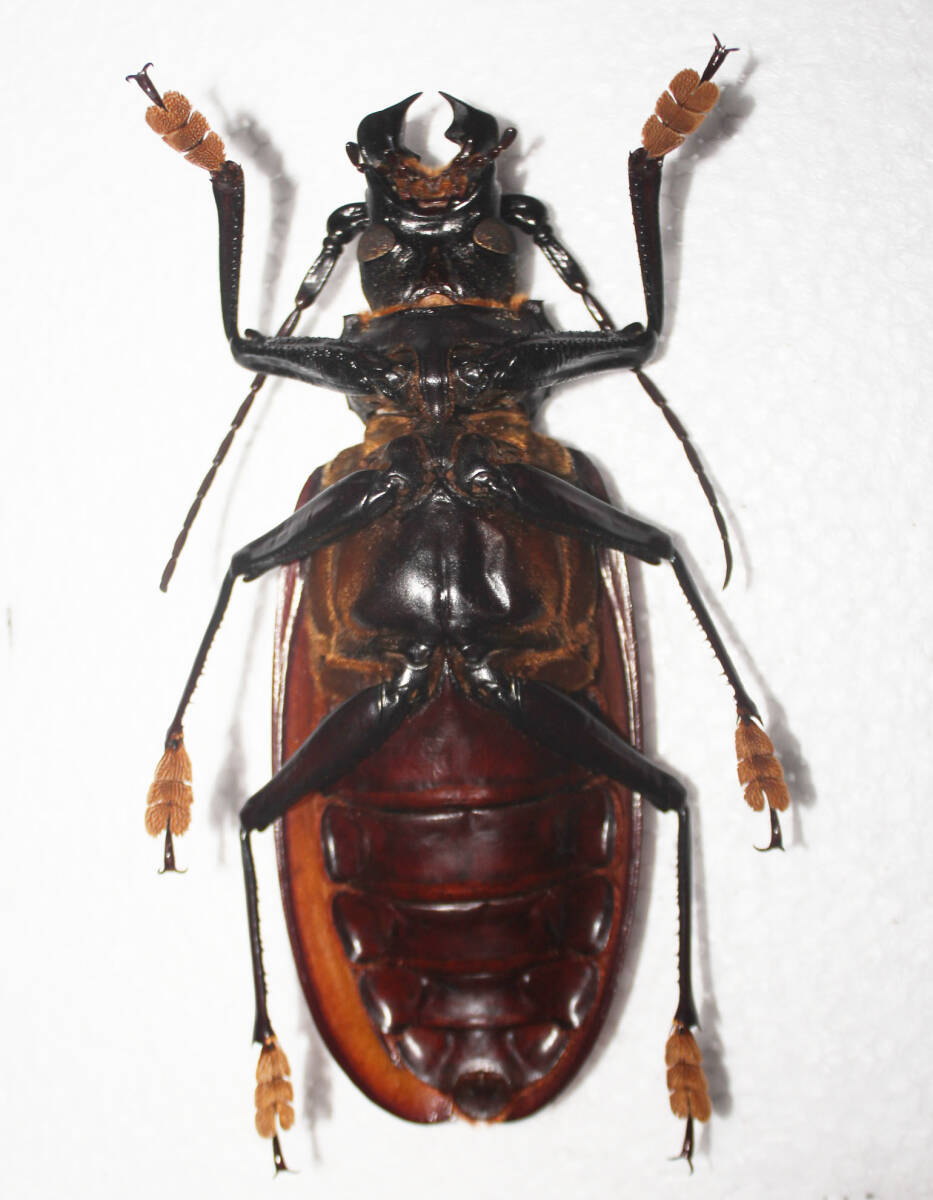 標本 タイタンオオウスバカミキリ Titanus giganteus 129.5mm