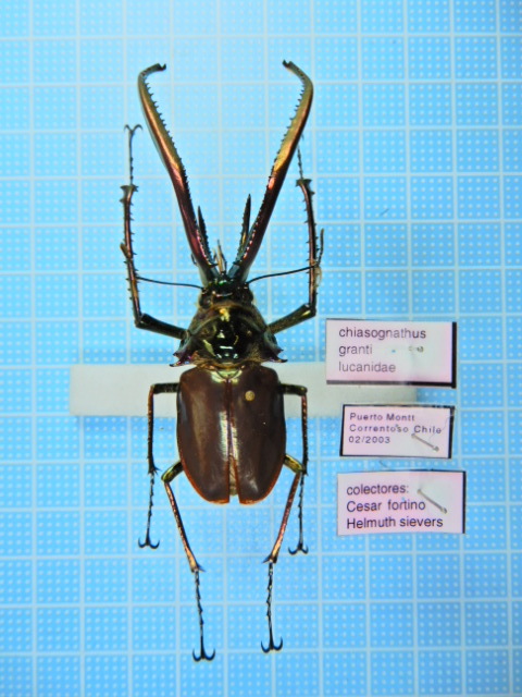 標本 コガシラクワガタ チリクワガタ チリクワガタ (Chiasognathus