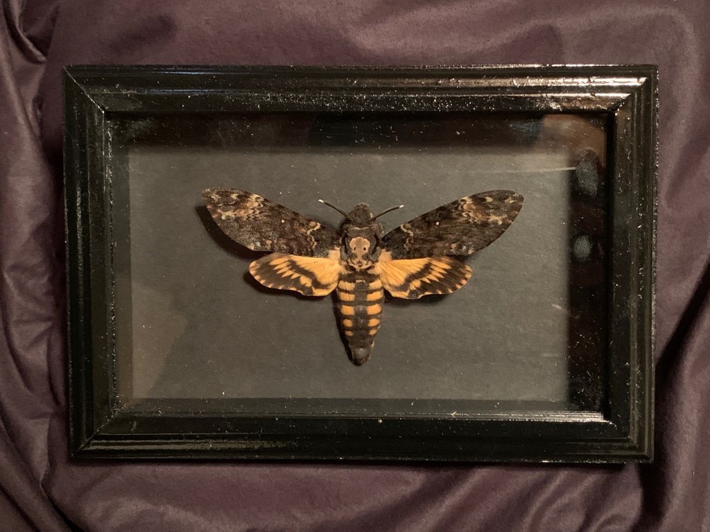 羊たちの沈黙 クロメンガタスズメ 蛾 ダリ スカル ドクロ プラバッジ