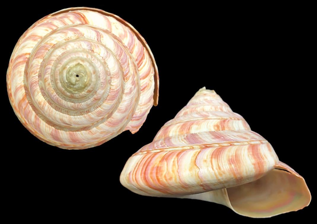 オキナエビスガイ4点 オキナエビスガイ4点 オキナエビスガイ4点