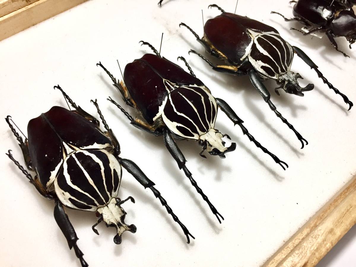 ゴライアスカシクス！標本！ ゴライアスカシクス 標本用死虫 2023年