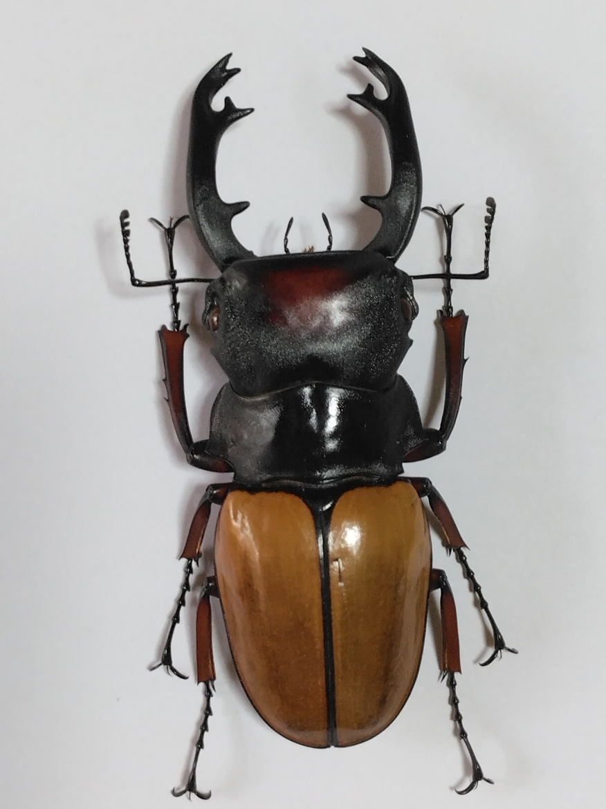 標本・展足済】 長歯特大 フェモラリスツヤクワガタ （ボルネオ亜種