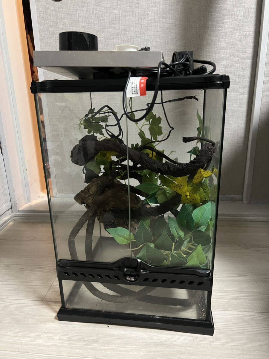 グラステラリウム3045 爬虫類 MINI TALL 3045 テラリウムセット 爬虫類