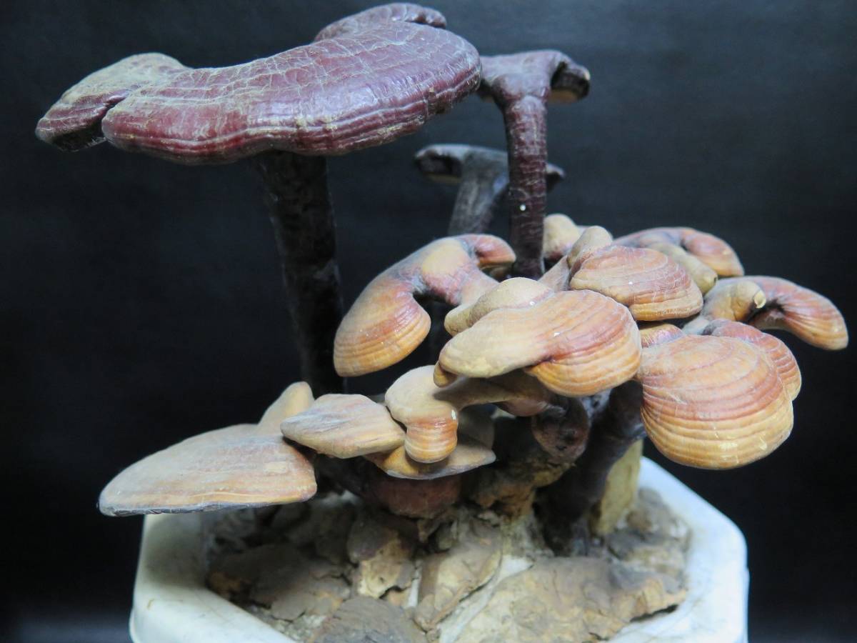 観賞用 さるのこしかけ 1.4キロ 天然物 桜の木 万年茸 サルノコシカケ 霊