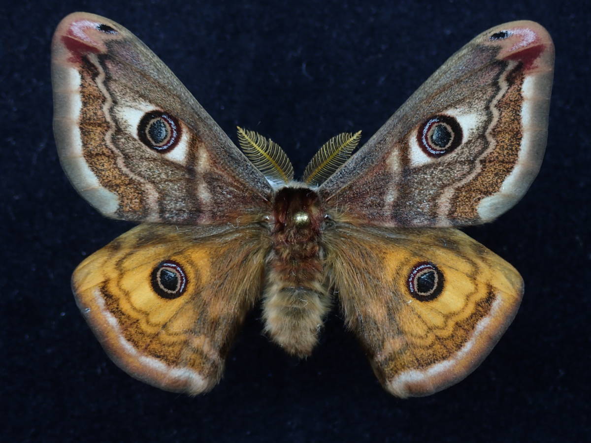 外国産蛾標本 クジャクヤママユ Saturnia spini どこで 買