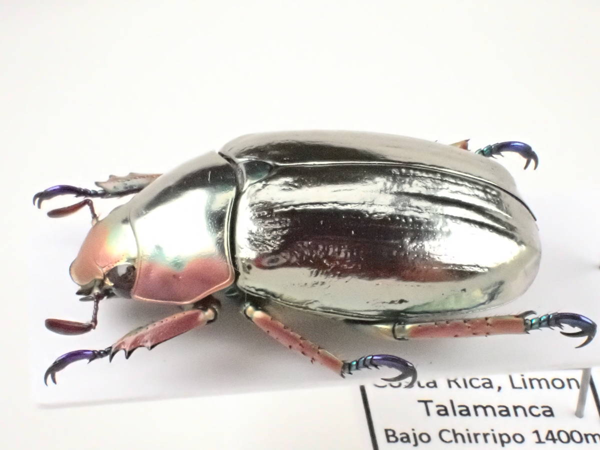 クルサルギレアプラチナコガネ！標本！130 【公式通販】