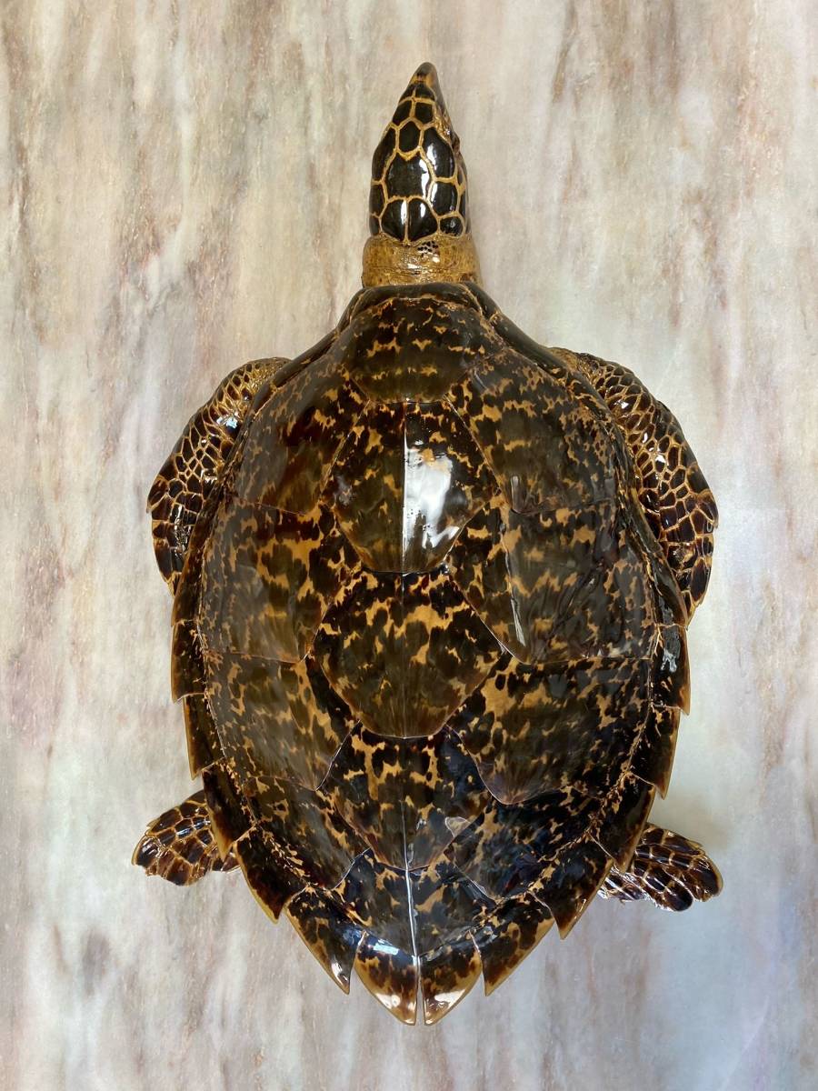 鼈甲亀（タイマイ）剥製 国際希少野生動植物登録票付