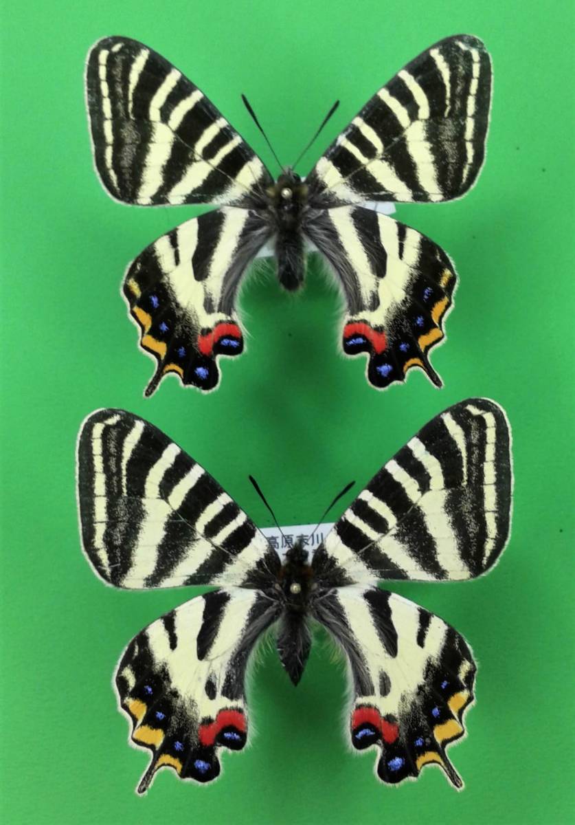 東京都八王子市産ギフチョウ