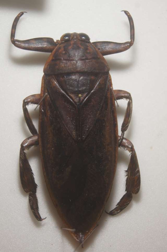 ボリビア産ナンベイオオタガメ113mm(口から給水官)