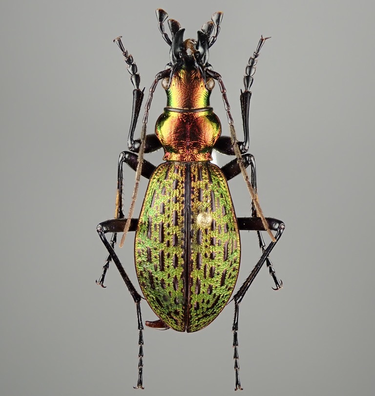 外国産オサムシ標本】ホソクビナガオサムシ/韓国.智異山産/24mm