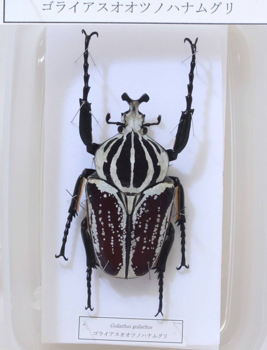 黒化】メレアグリスゴライアスオオツノハナムグリmeleagris標本