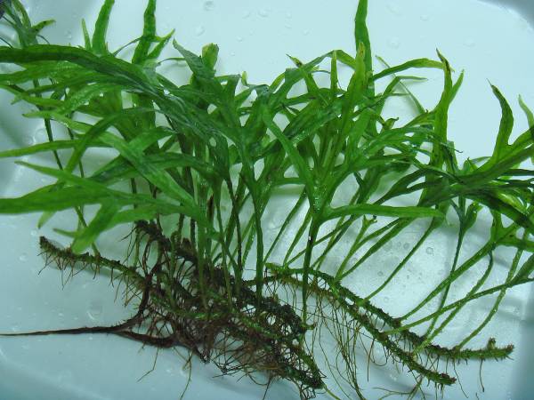 ミクロソリウムsp サラワク カピット ウエスト産